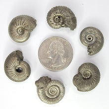 Load image into Gallery viewer, Pyritized Ammonites from Russia
