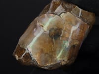Load and play video in Gallery viewer, Baculite Specimen. 33g
