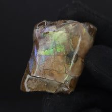 Load image into Gallery viewer, Baculite Specimen. 33g - Locale: Colorado.Weight: 33.62 grams.Dimensions: 1.9in x 1.4in x 0.6in. - The Crystal Connoisseurs

