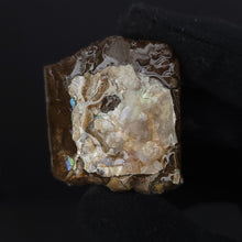 Load image into Gallery viewer, Baculite Specimen. 39g - Locale: Colorado.Weight: 39.6 grams.Dimensions: 1.6in x 1.4in x 0.7in. - The Crystal Connoisseurs
