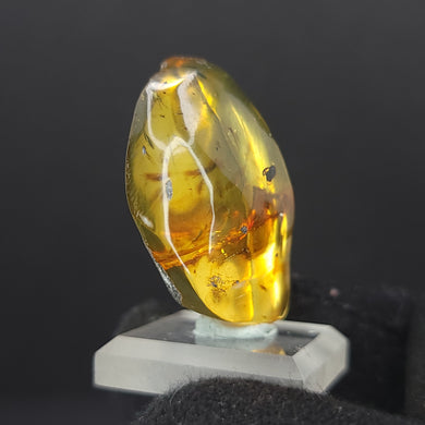 Chiapas Amber with Bug Inclusion. - Locale: Chiapas, Mexico. Weight: 5.28 grams. Dimensions: 20 x 35 x 13mm - The Crystal Connoisseurs