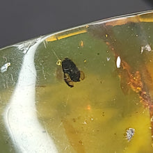 Load image into Gallery viewer, Chiapas Amber with Bug Inclusion. - Locale: Chiapas, Mexico. Weight: 5.28 grams. Dimensions: 20 x 35 x 13mm - The Crystal Connoisseurs
