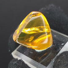 Load image into Gallery viewer, Chiapas Amber with Mosquito Inclusion. - Locale: Chiapas, Mexico. Weight: 2.19 grams. Dimensions: 18 x 19 x 11mm - The Crystal Connoisseurs
