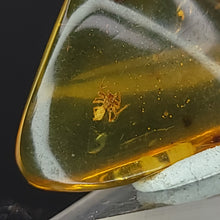 Load image into Gallery viewer, Chiapas Amber with Spider Inclusion. - Locale: Chiapas, Mexico. Weight: 2.17 grams. Dimensions: 18 x 26 x 8mm - The Crystal Connoisseurs
