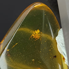 Load image into Gallery viewer, Chiapas Amber with Spider Inclusion. - Locale: Chiapas, Mexico. Weight: 2.17 grams. Dimensions: 18 x 26 x 8mm - The Crystal Connoisseurs
