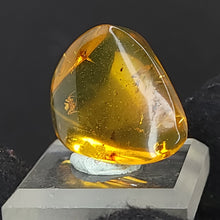 Load image into Gallery viewer, Chiapas Amber with Spider Inclusion. - Locale: Chiapas, Mexico. Weight: 2.17 grams. Dimensions: 18 x 26 x 8mm - The Crystal Connoisseurs

