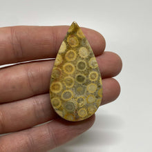 Load image into Gallery viewer, Fossilized Coral Cabochon - The Crystal Connoisseurs
