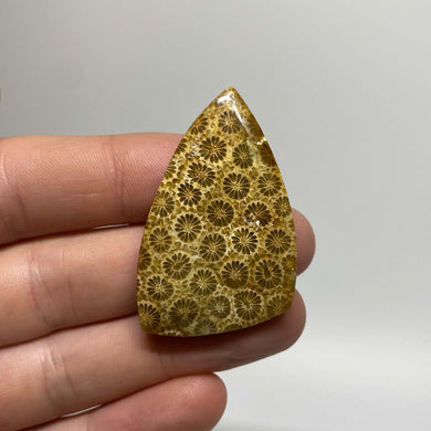 Fossilized Coral Cabochon - The Crystal Connoisseurs
