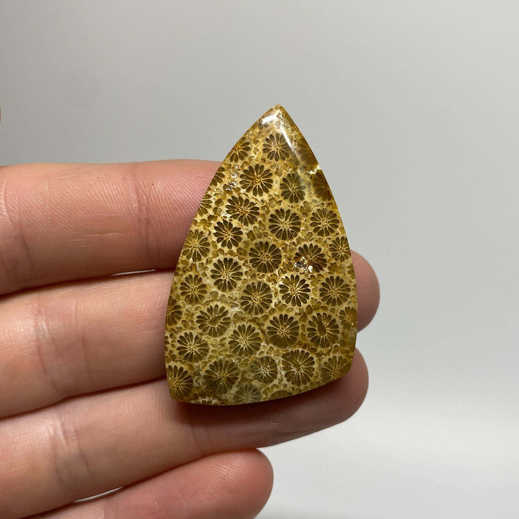 Fossilized Coral Cabochon - The Crystal Connoisseurs