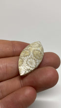 Load image into Gallery viewer, Fossilized Coral Cabochon - The Crystal Connoisseurs

