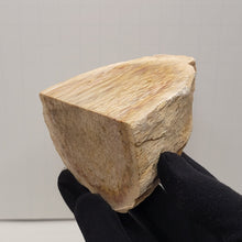 Load image into Gallery viewer, Petrified Palm Wood. Indonesia. 14.1oz - The Crystal Connoisseurs
