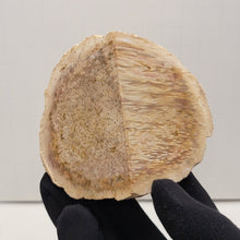 Load image into Gallery viewer, Petrified Palm Wood. Indonesia. 14.1oz - The Crystal Connoisseurs
