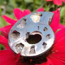 Load image into Gallery viewer, Pyritized Ammonite - The Crystal Connoisseurs

