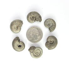 Load image into Gallery viewer, Pyritized Ammonites from Russia
