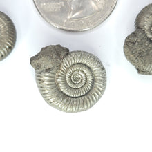 Load image into Gallery viewer, Pyritized Ammonites from Russia
