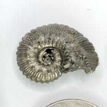 Load image into Gallery viewer, Pyritized Ammonites from Russia
