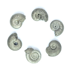 Load image into Gallery viewer, Pyritized Ammonites from Russia
