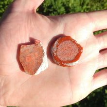Load image into Gallery viewer, Fossilized Red Horn Coral Slices - The Crystal Connoisseurs
