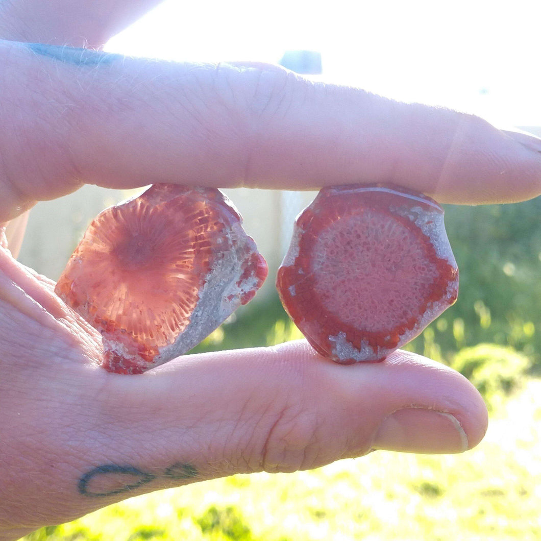 Fossilized Red Horn Coral Slices - The Crystal Connoisseurs
