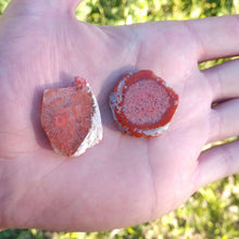 Load image into Gallery viewer, Fossilized Red Horn Coral Slices - The Crystal Connoisseurs
