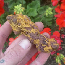 Load and play video in Gallery viewer, Turtle Coprolite (#2)
