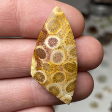 Load image into Gallery viewer, Fossilized Coral Cabochon - The Crystal Connoisseurs
