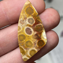 Load image into Gallery viewer, Fossilized Coral Cabochon - The Crystal Connoisseurs
